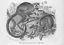 Totenkopfaffen Totenkopfäffchen Saimiri Holzstich von 1891 Affe Affen