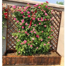 Pflanzkasten mit Rankgitter Blumenkasten mit Spalier Rankhilfe Rankkasten Holz