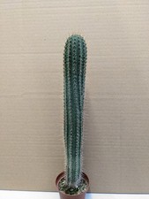 Cleistocactus brookei, Kakteen sukkulenten Kaktus