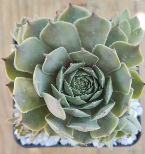 Sempervivum storm chaser - chaser",