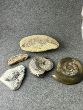 Konvolut fossilien, große