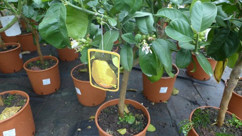 Zitronenbaum citrus medica - zitronenbaum,