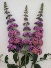 Sommerflieder Flower Power ®, zweifarbig ,  Co. 5 L