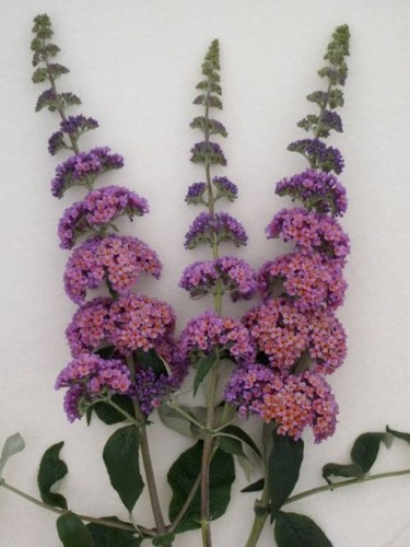 Sommerflieder flower power - power, ®