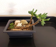 Bonsai Crassula Gollum- Geldbaum - Jadepflanze - Shrek - Zimmerpflanze