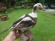 Vogelpräparat Eisente Ente