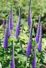Veronica spicata 'Blaufuchs', Ehrenpreis, blau, ca. 9x9 cm Topf