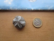 sehr schöner versteinerter