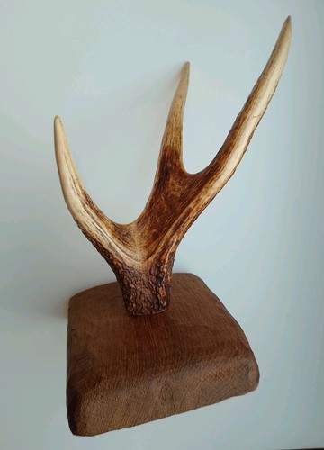 Jagd-Deko,Geweih,Hirschhorn
