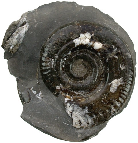 Lias hildoceras bifrons - lias,