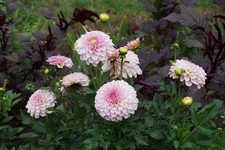 Dahlia DAHLIE Knollen: Pink Silk rosa