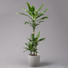 Duftender Drachenbaum 'Janet