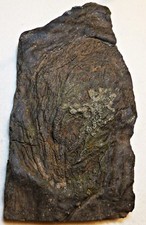 16,5 cm / Lias  Seiocrinus