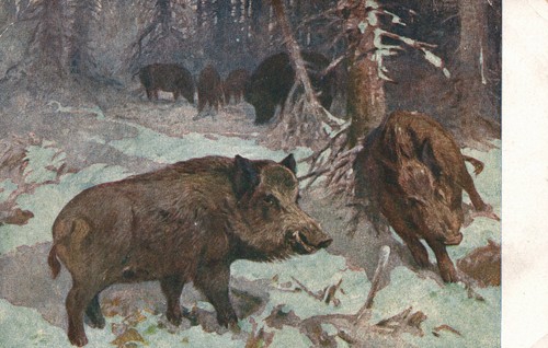 Meinholds tierbilder nr - meinholds,