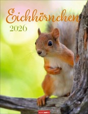 Eichhörnchen Kalender 2026 Kalender Tierkalender Weingarten Spiralbindung 14 S.