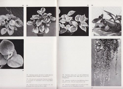 Chr grunert zimmerblumen - chr., grunert,