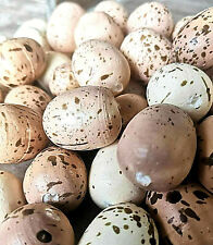 80 x kunterbunte 3cm Ostereier Ostern braun Dekoration Kunststoff Wachteleier