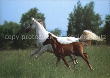 Pferde Asil Araber Jument et poulin