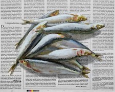 Sardinen Bild Gemälde auf