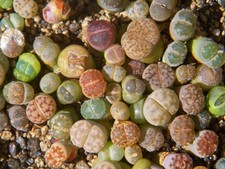 3x  lebende Steine- Lithops - Jungpflanzen Sukkulente