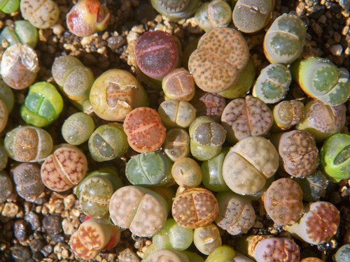 10x lebende steine lithops - ,