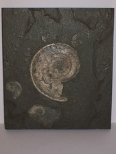 Ammonit Harpoceras sp. (?) 7cm