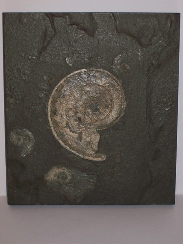 Ammonit harpoceras 7cm - sp.,