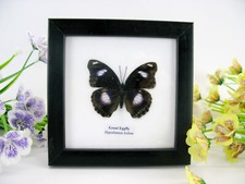 2te Wahl - Great Eggfly  -