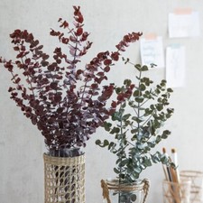 Eucalyptus Bund Silver Dollar Trockenblumenstrauß Deko Wohnungsdeko Dekoration