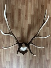 12 Ender Hirsch Geweih Jagdtrophäe