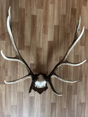 Ender hirsch geweih - ender,