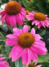 1000 Samen Purpur Sonnenhut Echinacea Purpurea Wildblume Heilpflanze Bienenweide