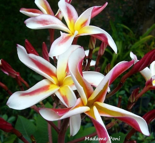 Frangipani plumeria madame - -,