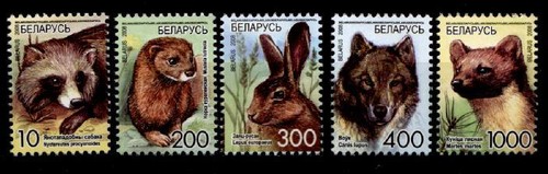 Marderhund nerz hase - marderhund,, wolf