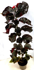 ?  abgebildete  Pflanze  Begonia 'Cracklin Rosie'  Begonie Zimmerpflanze