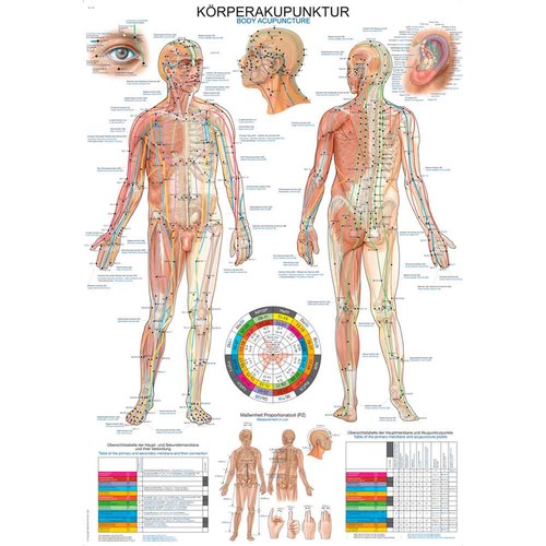 Erler zimmer anatomische - erler,