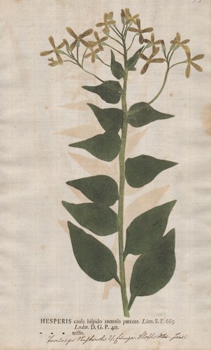 Hesperis tristis nachtviole - hesperis,