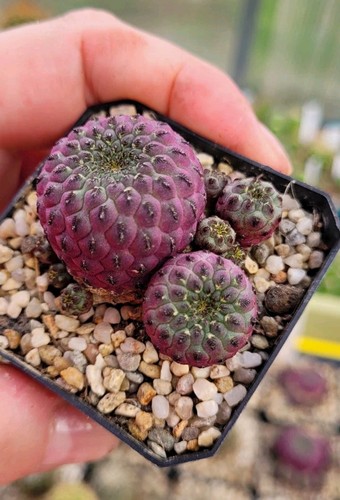 Sulcorebutia rauschii - , cv