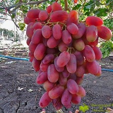 kernarme pilzfeste Weinrebe