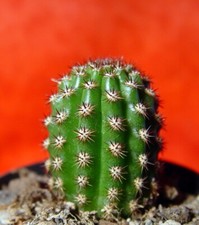 Hildewintera Mini Blüte lachsorange 6 cm groß Kaktus