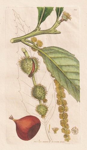 Fagus castanea kastanien baum - fagus,