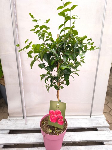 Pitanga eugenia uniflora - pitanga,