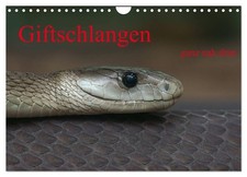 Giftschlangen, ganz nah dran (Wandkalender 2026 DIN A4 quer), CALVENDO Monatskal