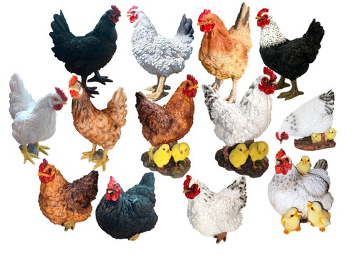 Henne hahn huhn kontrollierte - hahn,