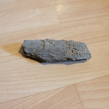 Kleines Stück versteinertes