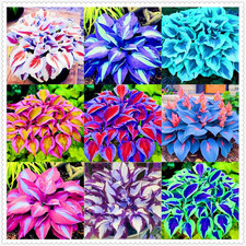 Winterharte Mehrjährige