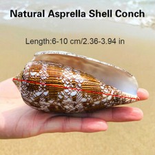 Natürlich Asprella Shell Muschel See Schnecke Fisch Aquarium Dekor Ornamente