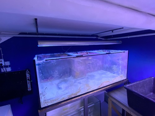 Lampe für meerwasseraquarium - für,