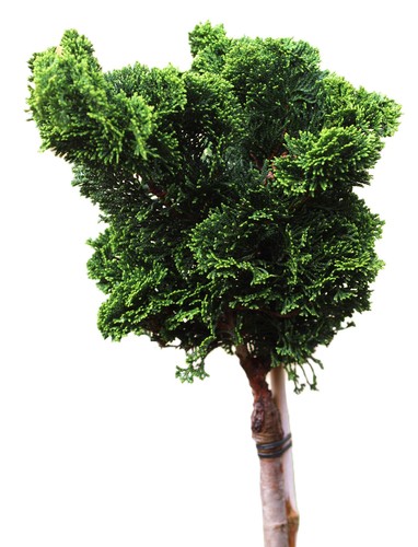 Chamaecyparis obtusa nana - obtusa,