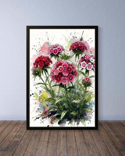 Bartnelke botanik wandbild - bartnelke,